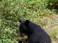 Schwarzbär auf Futtersuche - Jasper NP